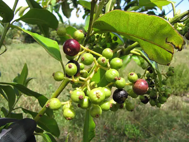 allspice plant