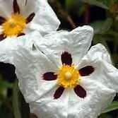 Cistus