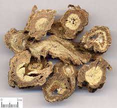 Angelica Root Extract