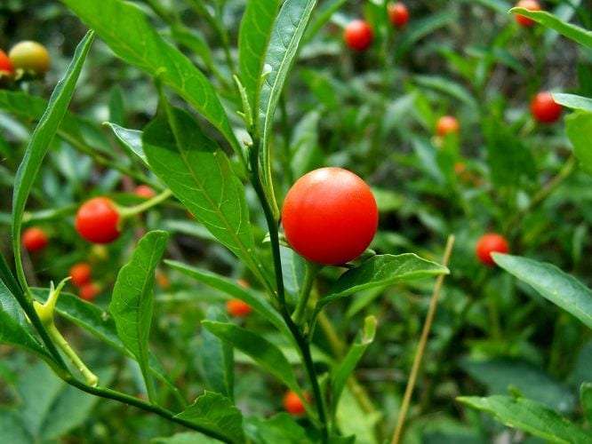 Ultrasonic Ashwagandha Tincture