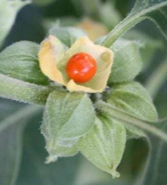Ultrasonic Ashwagandha Tincture