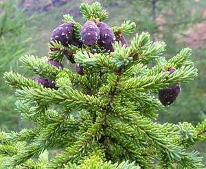 Black Spruce Essential Oil