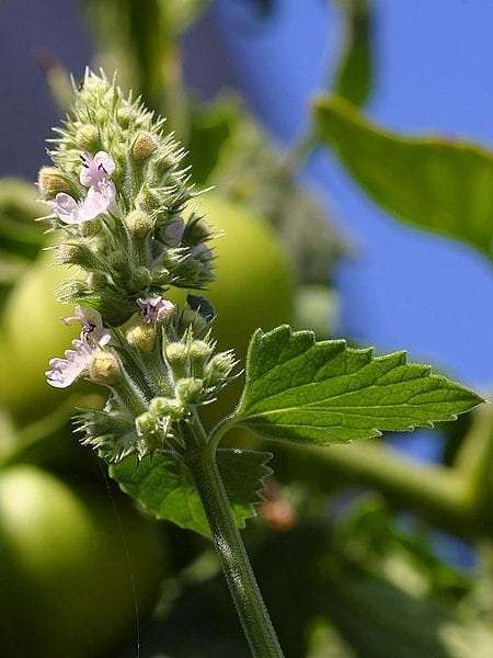 Ultrasonic Catnip Tincture
