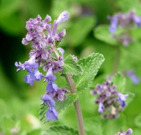 Ultrasonic Catnip Tincture