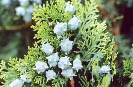 Arborvitae