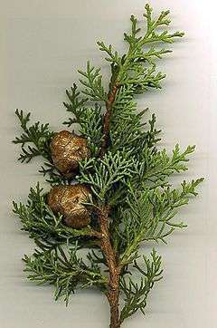 Chinese Thuja Essential Oil