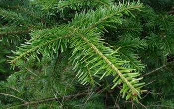 Silver Fir Essential Oil