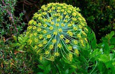 Galbanum Oil (CO2)