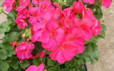 Rose Geranium Essential Oil