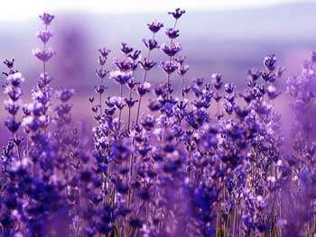 Lavandin Essential Oil