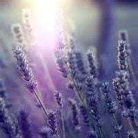 Lavender Oil