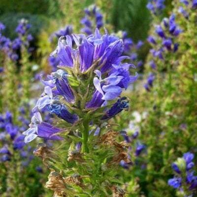 Ultrasonic Lobelia