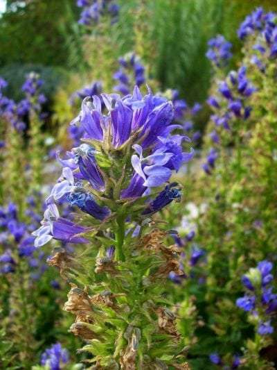 Ultrasonic Lobelia