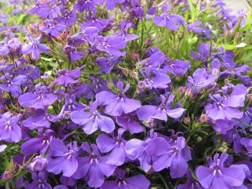 Ultrasonic Lobelia