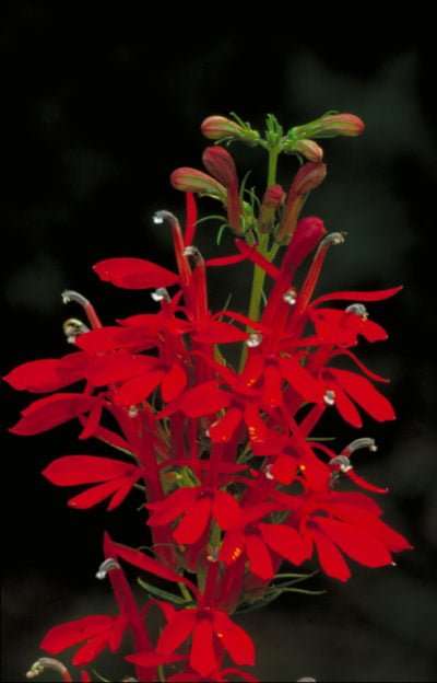 Ultrasonic Lobelia