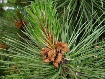 Black Pine Essential Oil