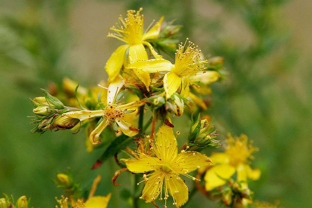 St. John's Wort (CO2)