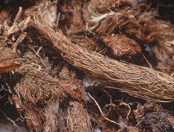 Spikenard Oil