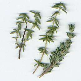 Thyme Essential Oil