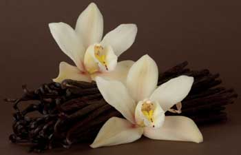 Vanilla Extract (CO2)