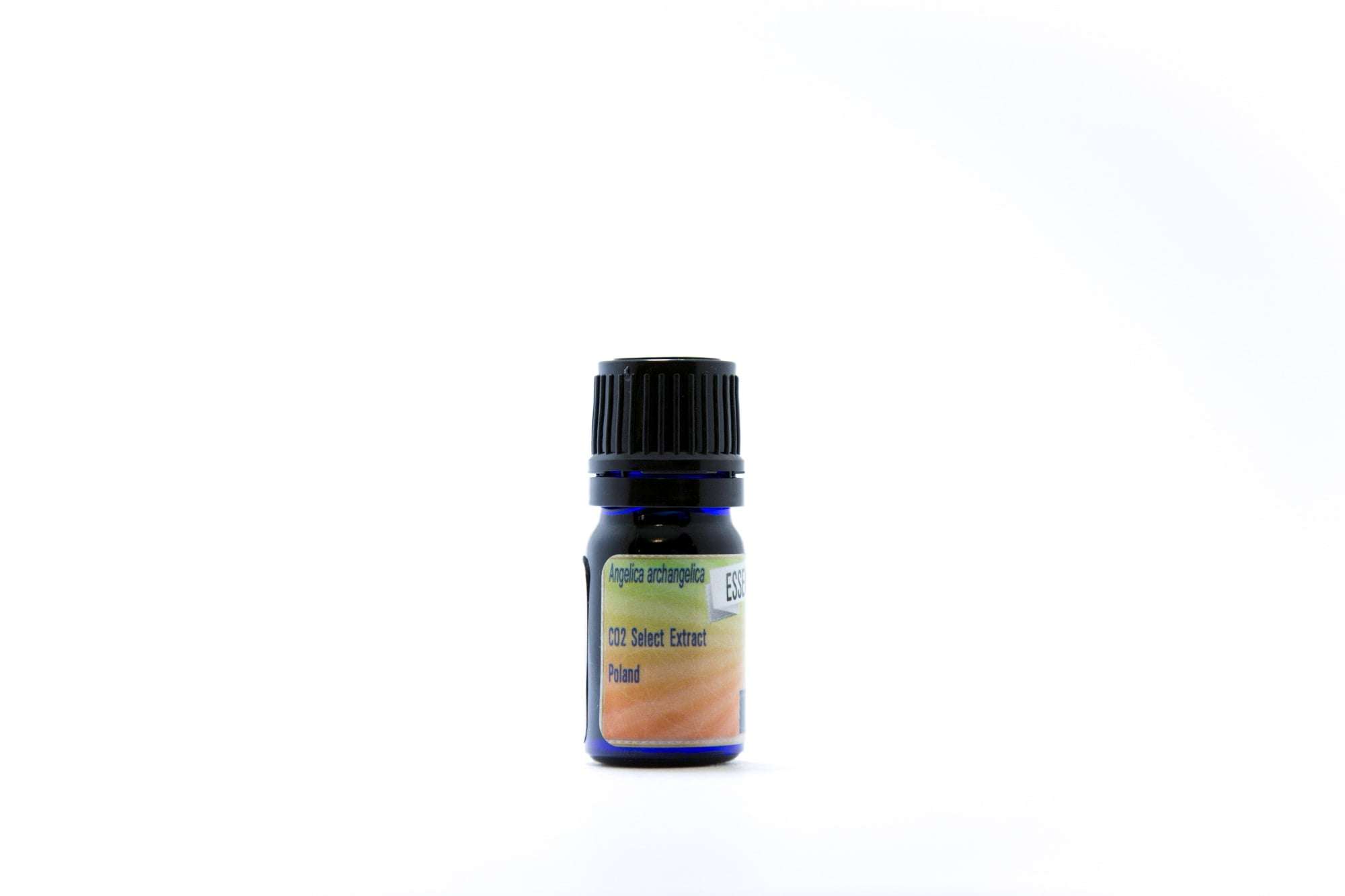 Angelica Root Extract