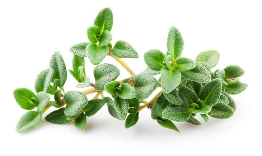 Thyme Essential Oil