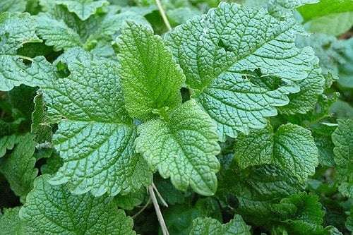 Lemon Balm Hydrosol