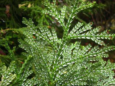 Hiba Cedarwood Essential Oil