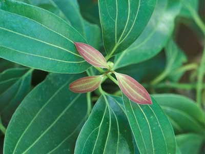 Cinnamon Leaf Essential Oil