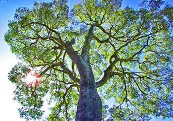 Copaiba Oil