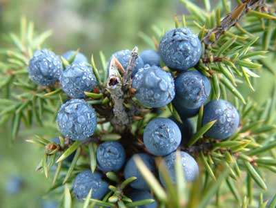 Juniper Berry Essential Oil