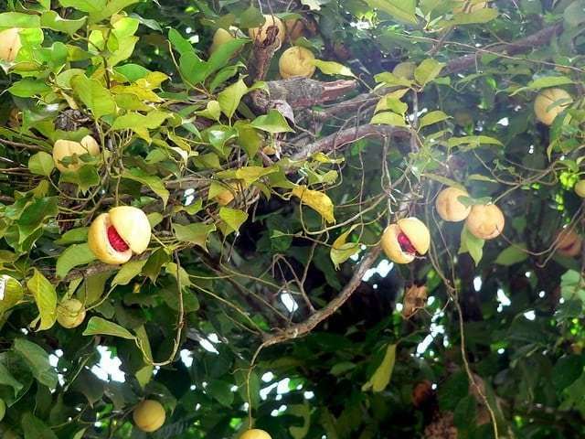 Nutmeg Massage Oil