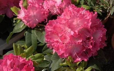 Rhododendron Essential Oil