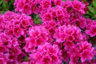Rhododendron Essential Oil