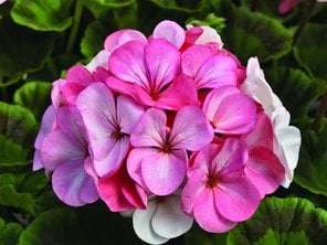 Geranium Hydrosol