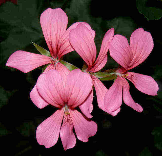 Geranium Hydrosol
