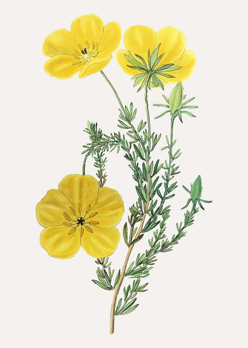 evening primrose