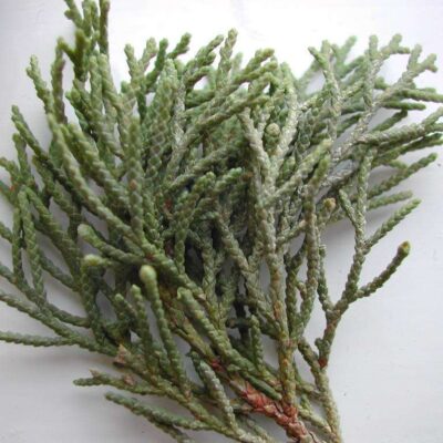 cypress