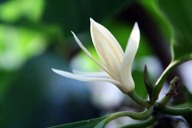michelia alba