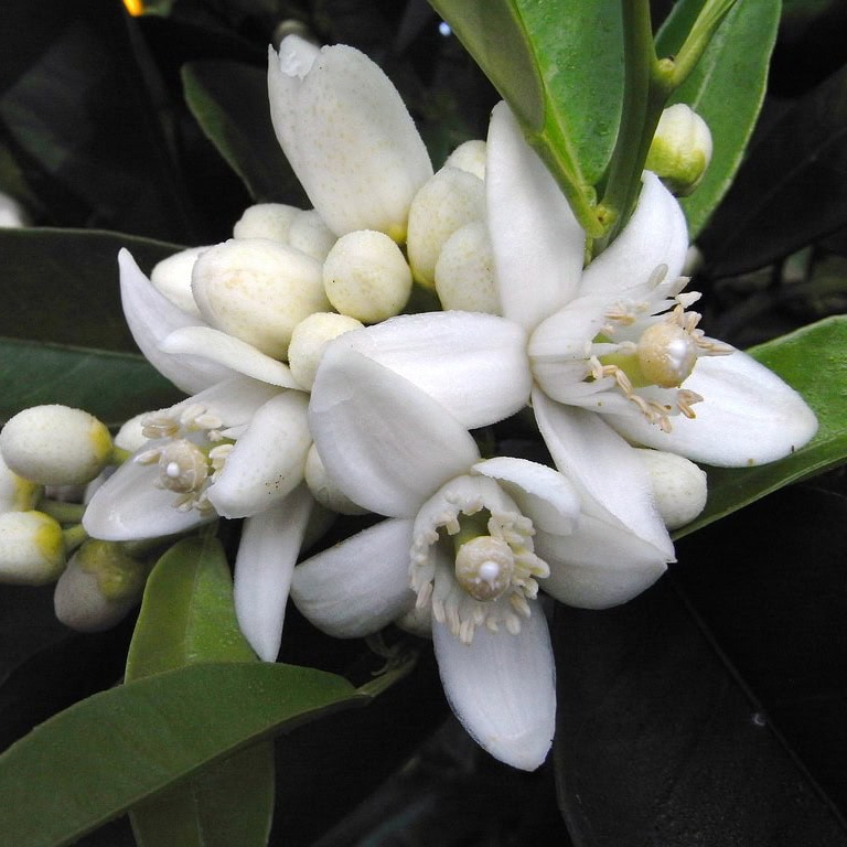 neroli hydrosol